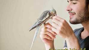 Kako bjesni ugriz papiga